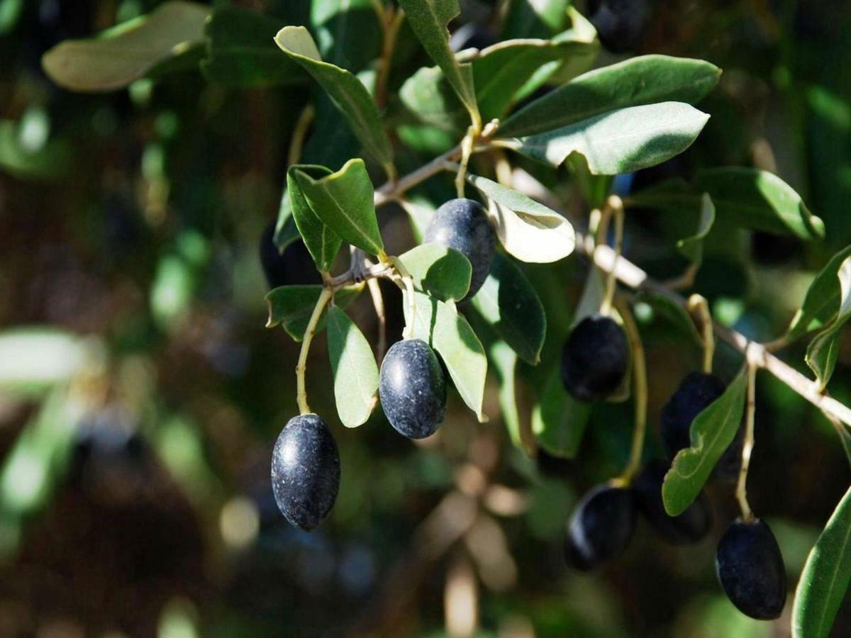 דירות אוסטוני Dimora Le Zagare מראה חיצוני תמונה