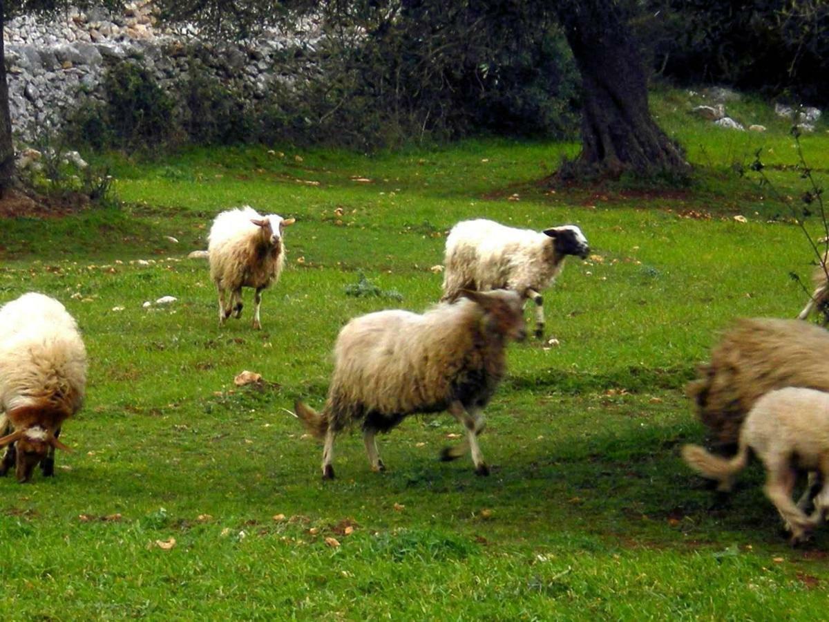דירות אוסטוני Dimora Le Zagare מראה חיצוני תמונה